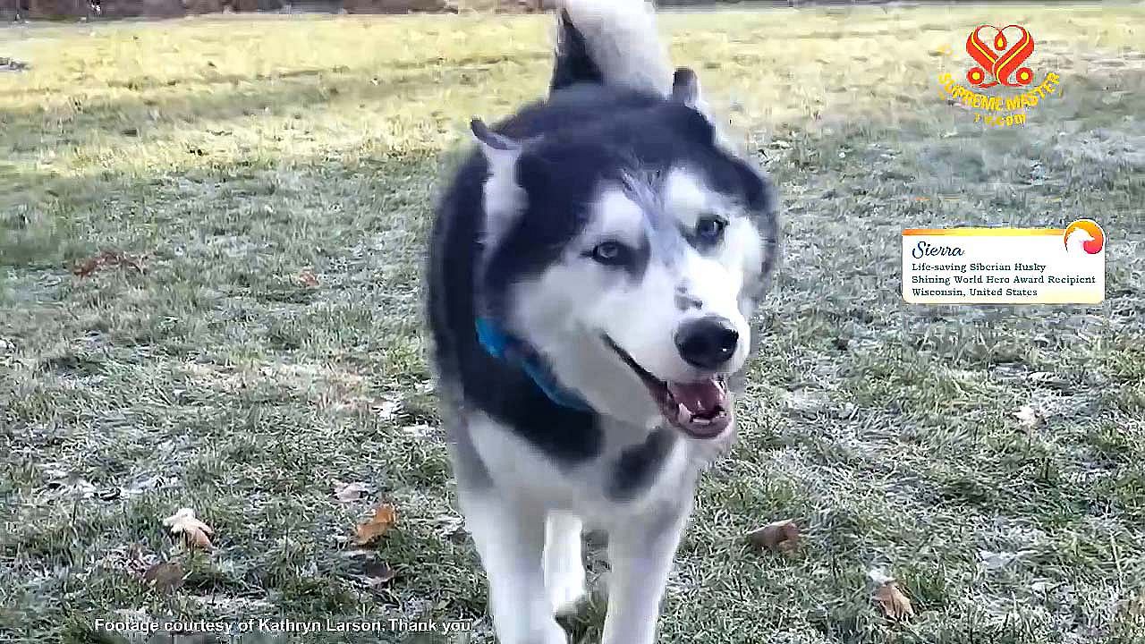 husky in tagalog