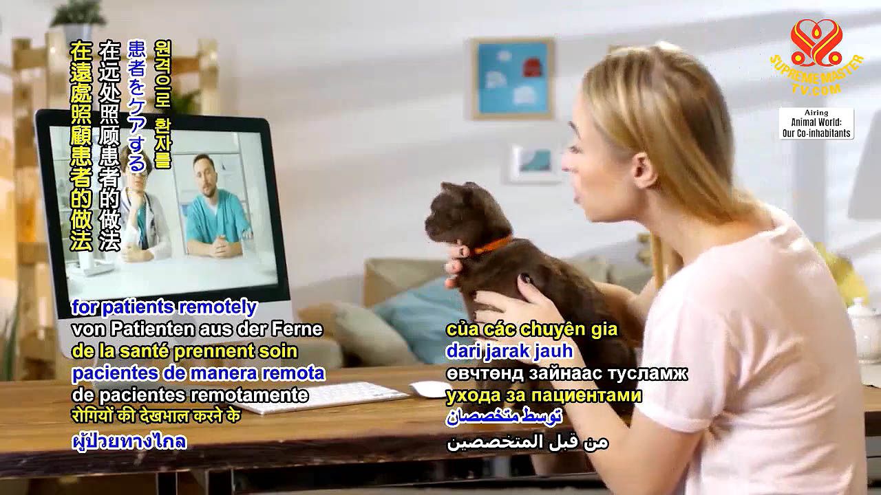 Prime Video Dr Dee Alaska Vet Season 1