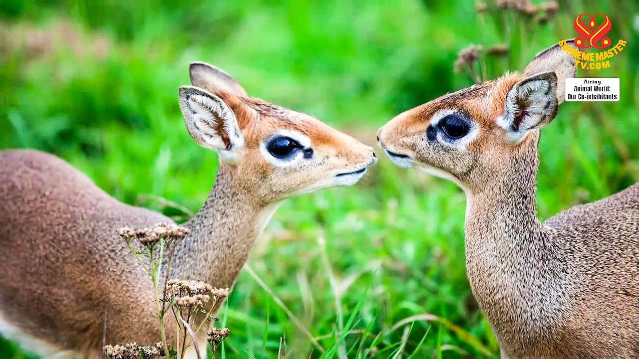 Uy qurilishi porno jinsiy aloqa video